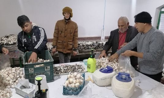 تولید بیش از ۲۰۰ کیلوگرم قارچ دکمه‌ای توسط دانش‌آموزان استثنایی آق‌قلا