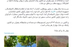 پیام سخنگوی وزارت امور خارجه به مناسبت سفر رئیس جمهور پزشکیان به تاجیکستان