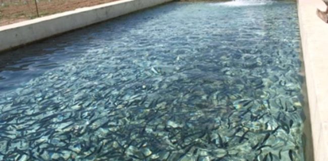 پرداخت بیش از ۶ میلیارد تومان تسهیلات به آبزی‌پروران خراسان شمالی