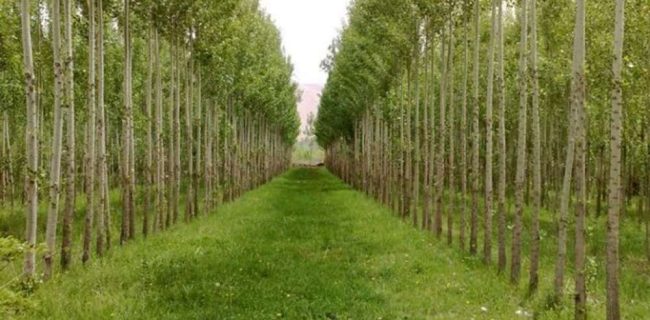 پیشبینی افزایش سهم زراعت چوب به 50 درصد در طرح مردمی کاشت یک میلیارد درخت پیشبینی افزایش سهم زراعت چوب به ۵۰ درصد در طرح مردمی کاشت یک میلیارد درخت