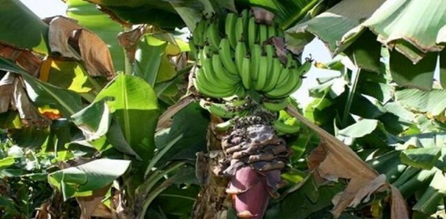 خودکفایی در تولید موز با بهره‌وری هوشمندانه آب